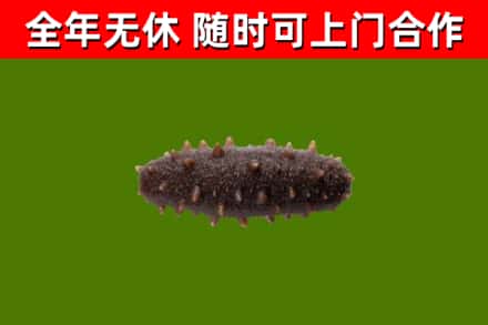 登封市回收海参干